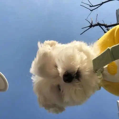 单身汪的可爱头像