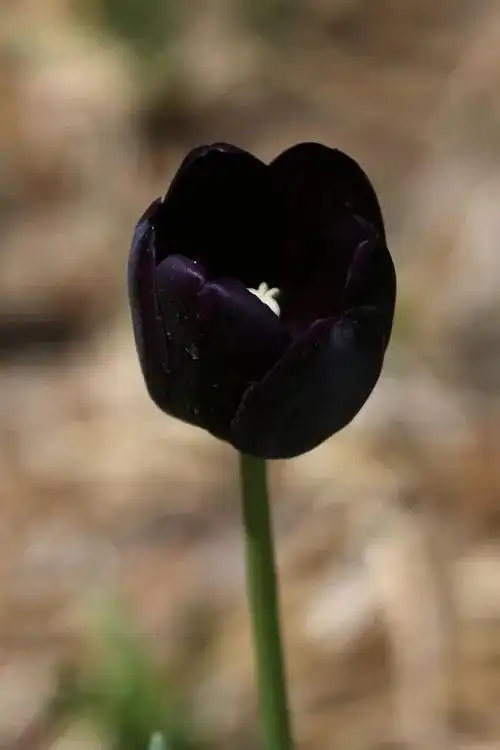 黑色郁金香_百科-更更网