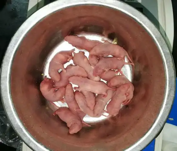 据说南方有一道菜叫三吱儿,就是用烧红的铁头筷子夹住刚出生的活老鼠