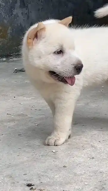 中华田园犬广西土猎犬小白白