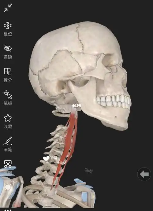 每日认识一块常用肌肉颈长肌