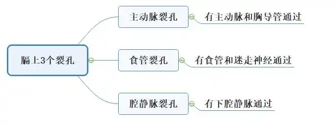 膈上3个裂孔临床医学专业本科水平测试解剖学