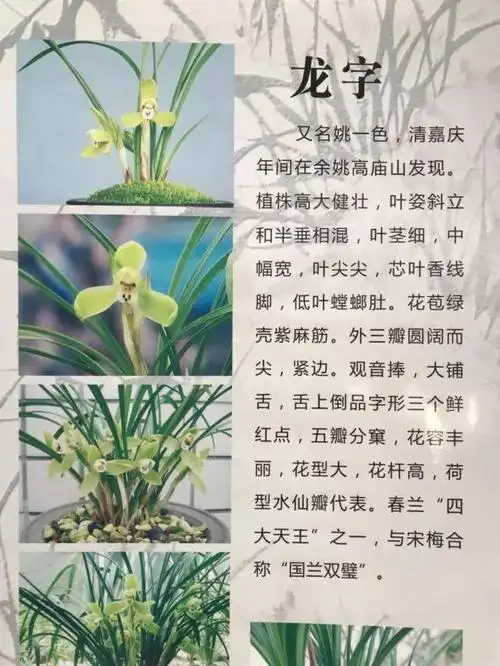 地点: 文化馆一楼多功能厅 欢迎喜爱兰花的市民前来学习交流兰花鉴赏