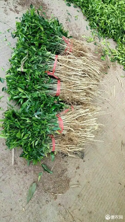 香橙苗 嫁接柑桔果树苗砧木,效果好,现挖现发,免费包邮.