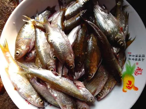 11日达江之行渔获-渔人自得-右江论坛-百色人民的网