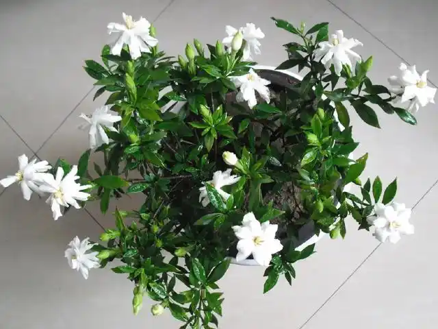 栀子花品种有哪些