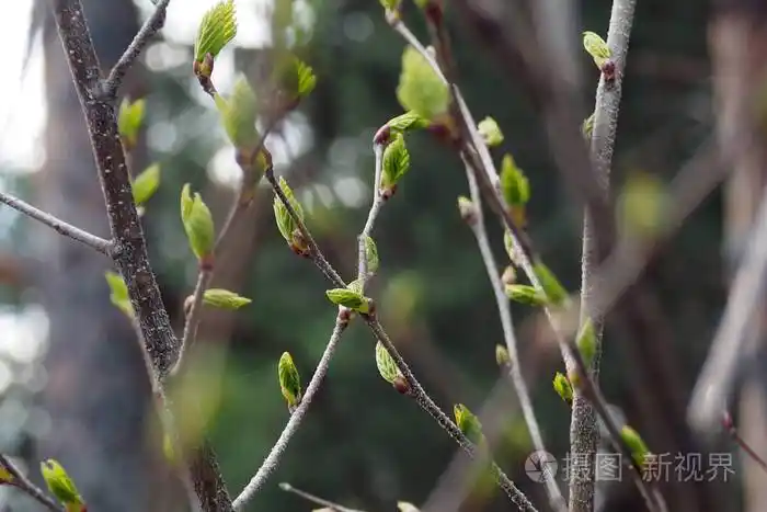 嫩绿的叶子在树上发芽