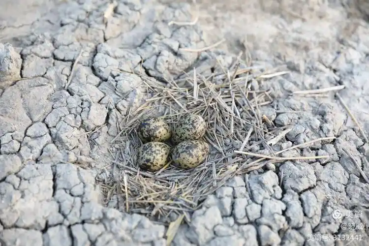 黑翅长腿鹬(yu)鸟蛋孵化纪录