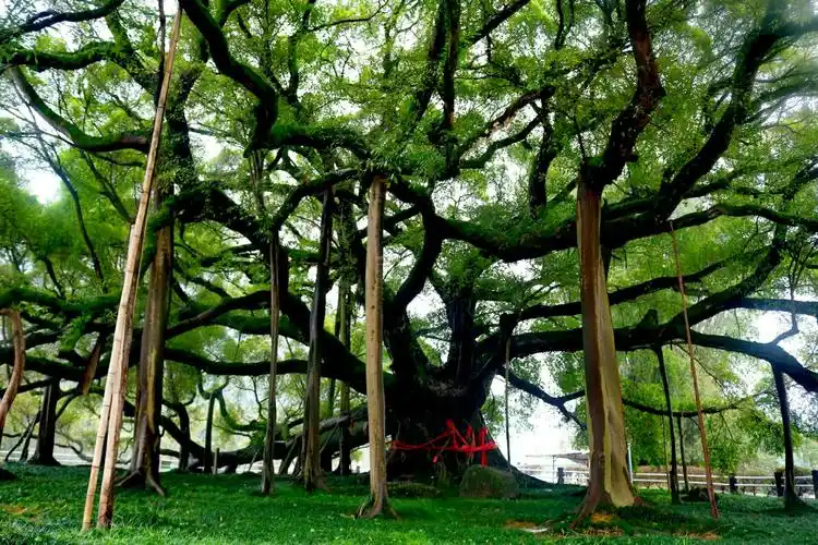 桂林之行七——走近大榕树