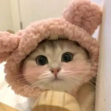 动物图片头像呆萌 动物头像图片大全 -【爱个性】