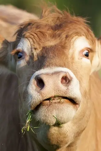 壁纸 牛抬头,头 1920x1200 hd 高清壁纸, 图片, 照片