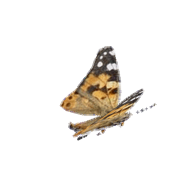 【转载】【精典免抠gif动态蝴蝶素材图】