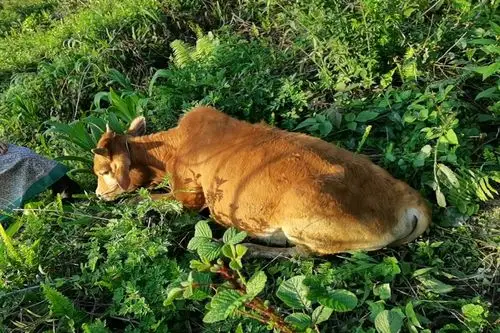 大姐给牛喂打虫药一头牛超量卧地不起9000元不保