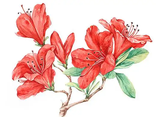 杜鹃花系列——映山红