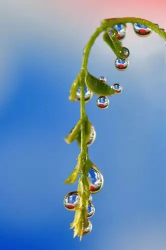 蕴藏着唯美景色 一叶飘零而知秋,一叶勃发而见春 即便是一滴水 也会