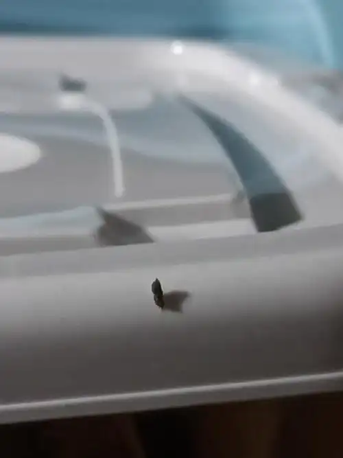 房间发现了一颗老鼠屎啊啊啊啊啊啊啊啊啊