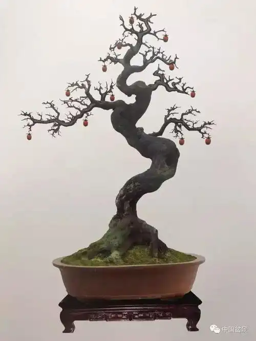 吴清昭金弹子盆景欣赏