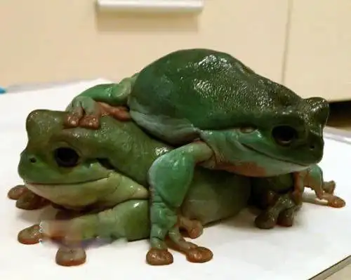 老爷树蛙是什么动物 饲养方法和环境