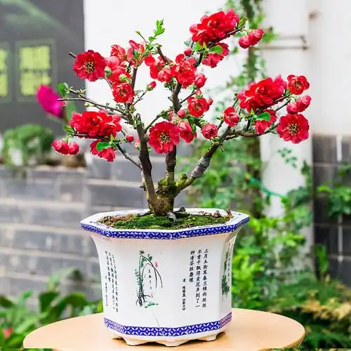 6种吉祥树,都有长寿命,高档寓意好,适合养在家里