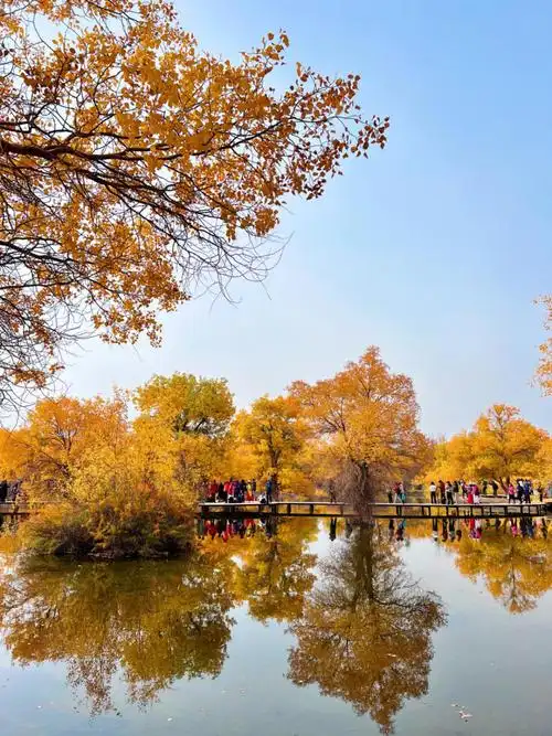 深秋的金塔胡杨林,戈壁荒漠中一道最美的风景线