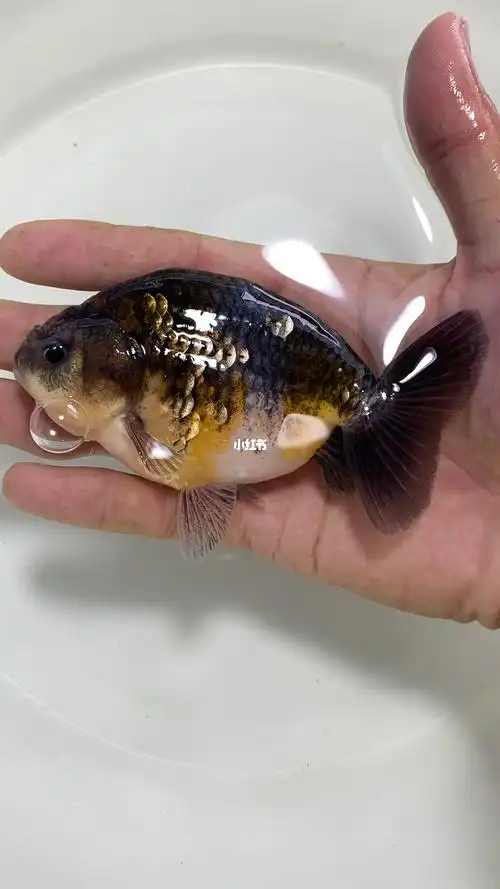 大体格麒麟兰寿