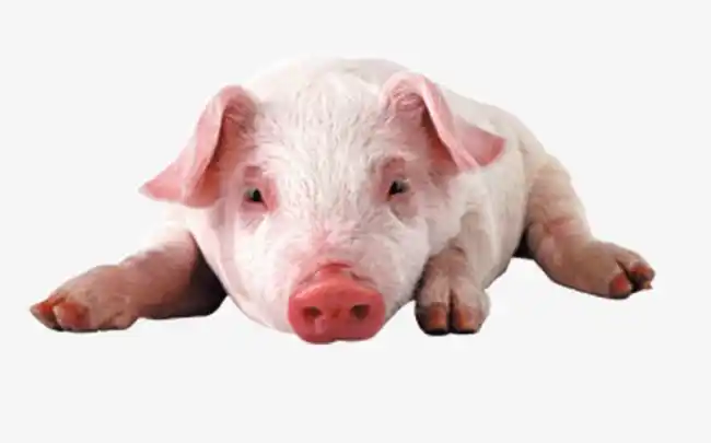 趴着的小猪