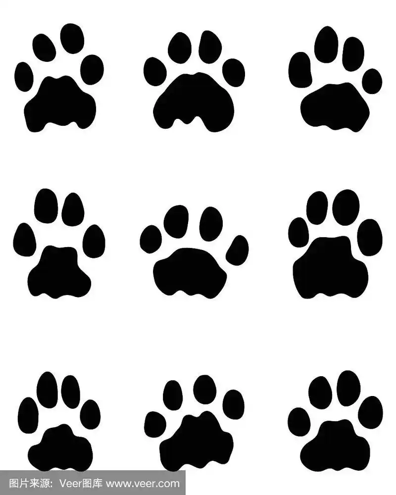 狮子的黑色脚印