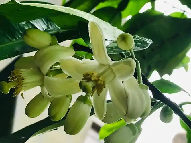 清香扑鼻的桔子花