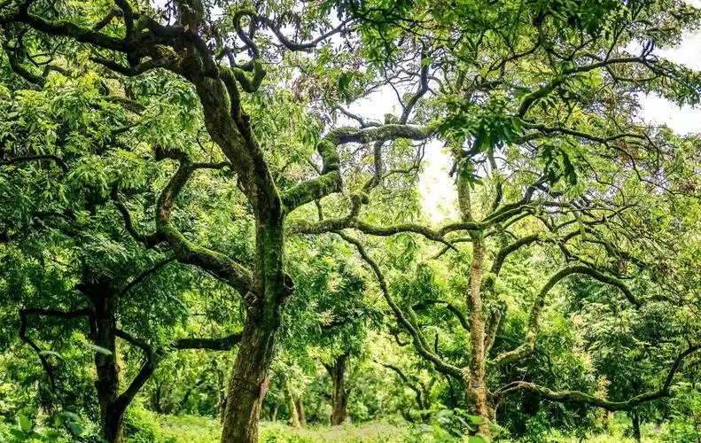 泸州张坝桂圆林风景区