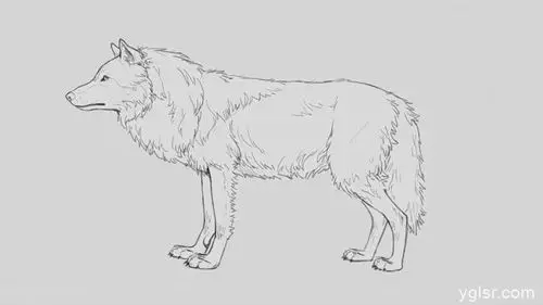 狼的画法非常好的绘画教程一步步教你画一只狼