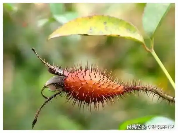 农村山上的刺梨从宠儿到冷落到底得罪了谁