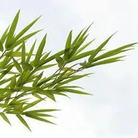 好看竹叶头像_微信头像图片大全