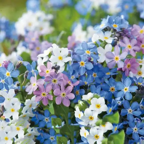 特价勿忘我盆栽_蔓花园 蓝色勿忘我 多年生阳台庭院切花花卉盆栽优惠