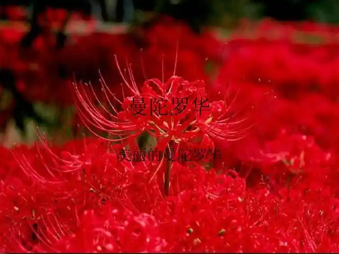 曼陀罗华 美丽的曼陀罗华