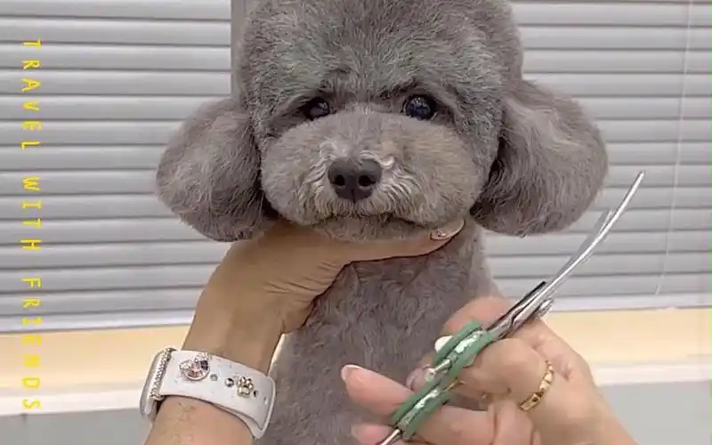 灰泰迪造型分享