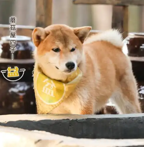 《向往的生活》官宣,蘑菇屋四子正式出道,彭昱畅镜头又该少啦