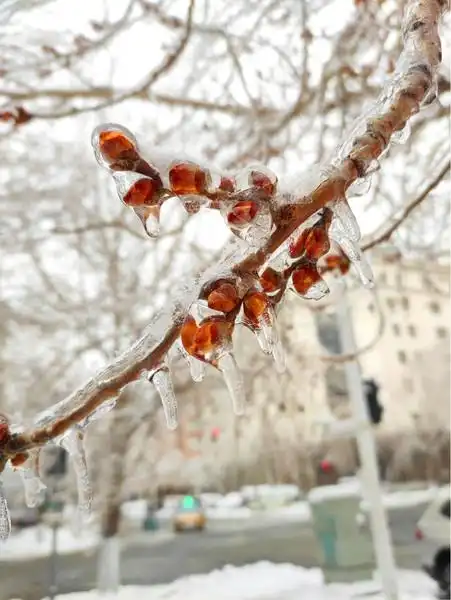 冰柱冬天 i>树 /i>挂 i>树 /i>枝水柱结冰花咕嘟冰 i>树 /i>冰溜子