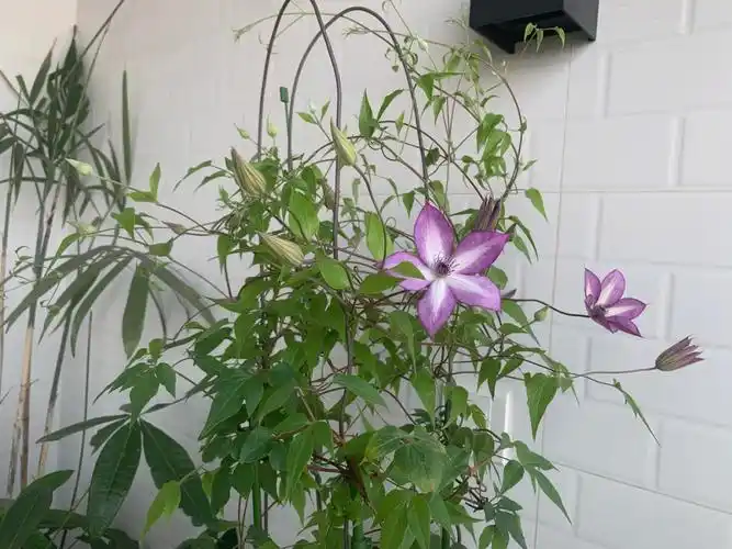 铁线莲开第二波花了