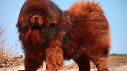 世界上最大的藏獒,重两百多斤站起来比人还高,见到都不淡定了