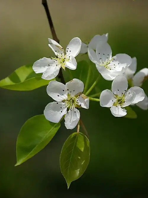 一枝梨花!