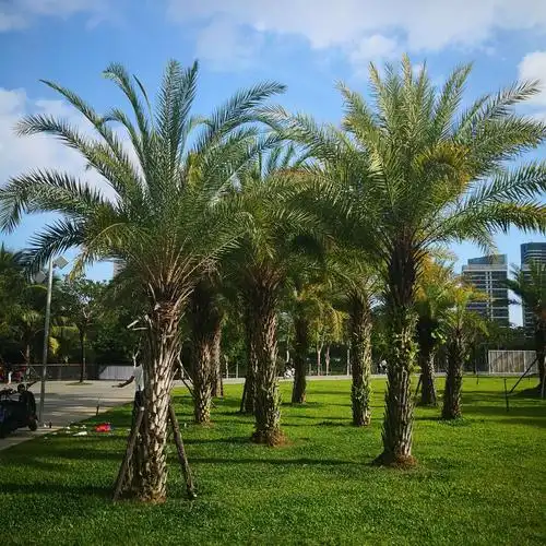 其它 新结识的绿色朋友 写美篇椰树 蒲葵,刺葵,霸王棕等棕榈科植物,是