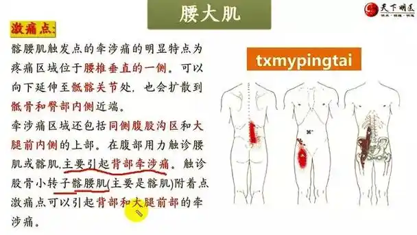 腰大肌的位置,腰大肌的功能,腰大肌的激痛点,腰大肌损伤后的症状,腰大