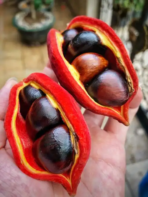 享受胜利的果实采摘凤眼果苹婆柠檬