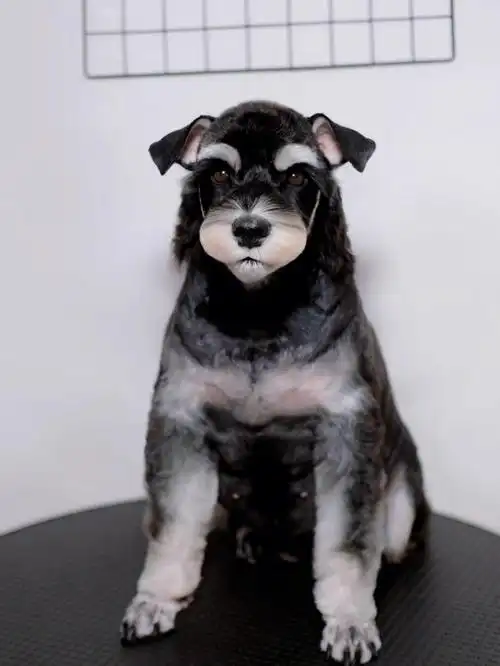 全网最胖雪纳瑞