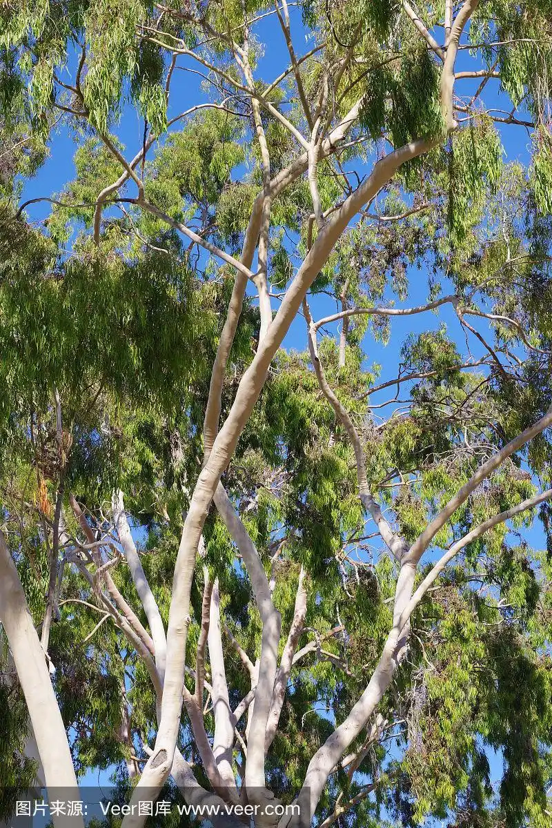 桉树和蓝天