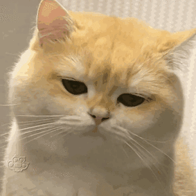 萌宠猫咪不开心呆萌可爱gif动图_动态图_表情包下载_soogif