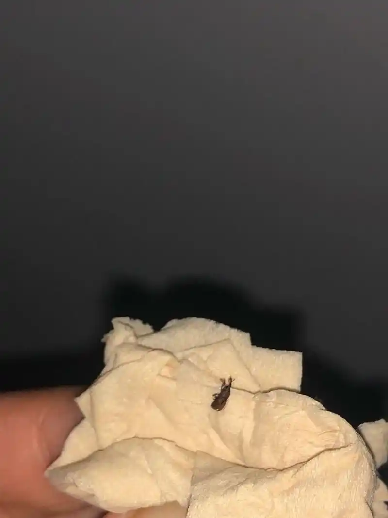 在家里发现好几个这种虫子 这是什么虫,不知道是嘴巴还是头部尖尖的