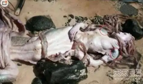 黑鳞鲛人活着的样子看到肯定会吓着你