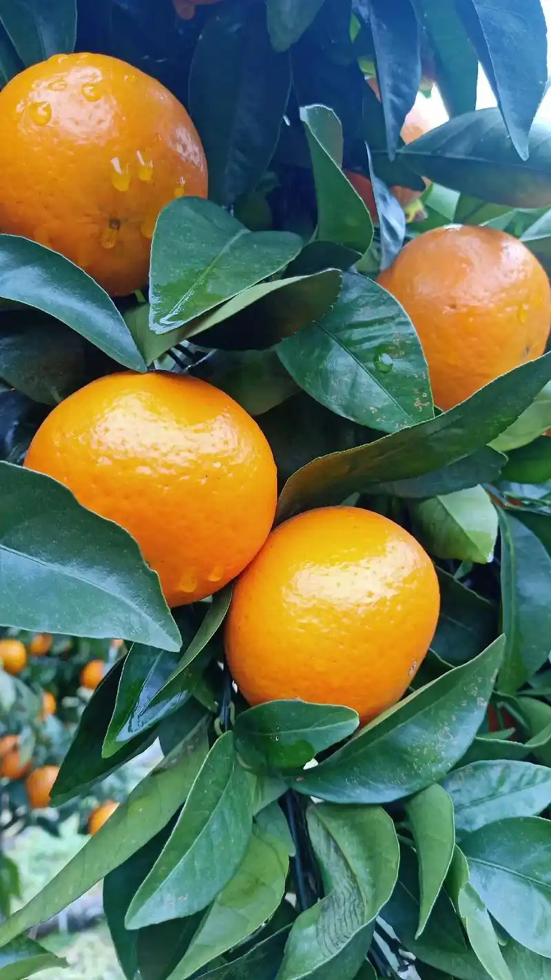 生态沃柑,果面干净皮细 ,约30万斤,有意者请联系,电话13 - 抖音