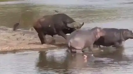 搞笑配音 两只河马小胖子撩水牛